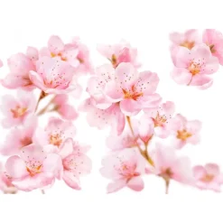 Kneipp Soft Skin Douchefoam 200 ML