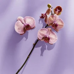 NIVEA Care & Cashmere Douchecrème 250 ML