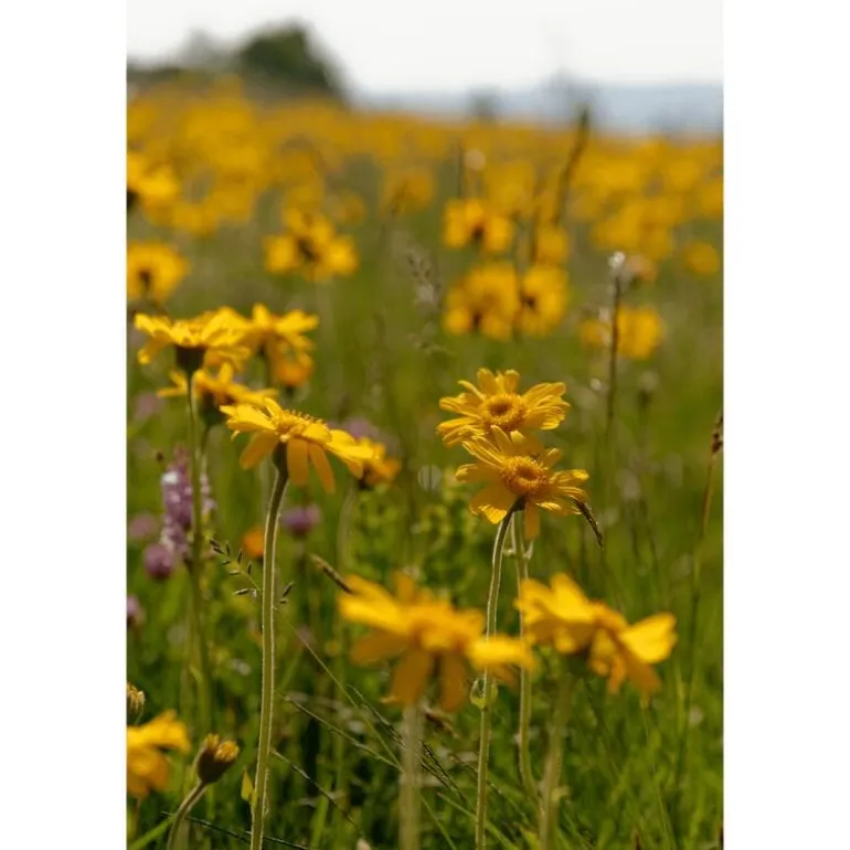 Weleda Arnica Sport Massageolie 100 ML