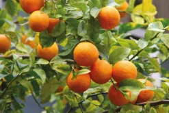 Weleda Kids Blije Sinaasappel Shampoo & Body Wash