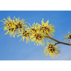 Weleda Verfrissende Reinigingsgel 150 ML