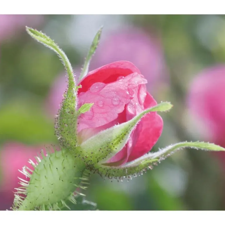 Weleda Wilde Rozen & Witte Thee Vitaliserende Nachtcrème 40 ML