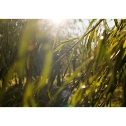 Weleda Zuiverende Reinigingsgel 100 ML